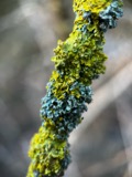 A photograph of the species Physcia Michx., not of this specimen