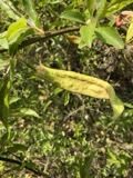 A photograph of the species Taphrina pruni, not of this specimen