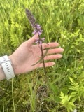 A photograph of the species Stachys aspera, not of this specimen