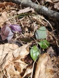 A photograph of the species Polygaloides paucifolia, not of this specimen