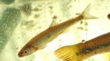 A photograph of the species Notropis rubellus, not of this specimen