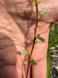 A photograph of the species Salix sericea, not of this specimen