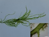 A photograph of the species Ulva clathrata, not of this specimen