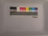 A photograph of the species Notropis stramineus, not of this specimen