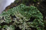 A photograph of the species Menegazzia terebrata, not of this specimen
