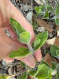 A photograph of the species Ruellia humilis, not of this specimen