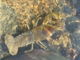 A photograph of the species Cambarus robustus, not of this specimen