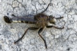 A photograph of the species Efferia Coquillett, not of this specimen