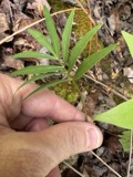 A photograph of the species Oxypolis rigidior, not of this specimen