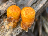 A photograph of the species Crucibulum laeve, not of this specimen