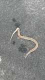 A photograph of the species Storeria dekayi, not of this specimen