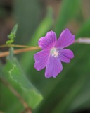 A photograph of the species Anoda Cav., not of this specimen