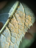 A photograph of the species Coleosporium vernoniae, not of this specimen