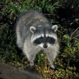 A photograph of the species Procyon lotor, not of this specimen