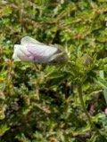 A photograph of the species Hibiscus trionum, not of this specimen