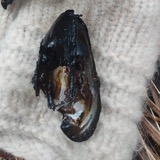 A photograph of the species Margaritifera margaritifera, not of this specimen