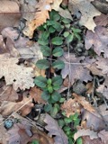 A photograph of the species Veronica officinalis, not of this specimen