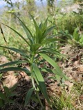 A photograph of the species Lilium superbum, not of this specimen