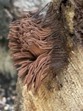 A photograph of the species Stemonitis Roth, not of this specimen