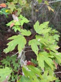 A photograph of the species Acer rubrum, not of this specimen