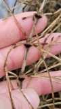 A photograph of the species Equisetum arvense, not of this specimen