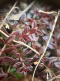 A photograph of the species Lechea racemulosa, not of this specimen