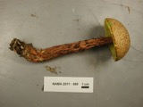 A photograph of the species Boletellus russellii, not of this specimen
