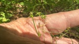 A photograph of the species Carex radiata, not of this specimen