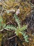 A photograph of the species Cirsium muticum, not of this specimen