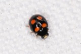 A photograph of the species Brachiacantha ursina, not of this specimen