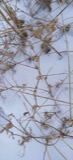 A photograph of the species Lathyrus japonicus, not of this specimen
