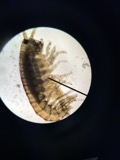A photograph of the species Hyalella dentata, not of this specimen