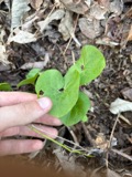 A photograph of the species Asarum canadense, not of this specimen