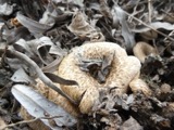 A photograph of the species Lentinus tigrinus, not of this specimen