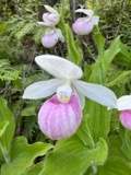 A photograph of the species Cypripedium reginae, not of this specimen