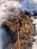 A photograph of the species Pogonia ophioglossoides, not of this specimen