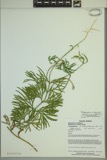 A photograph of the species Diphasiastrum verecundum, not of this specimen