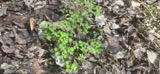 A photograph of the species Thalictrum dioicum, not of this specimen