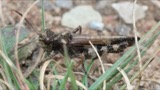 A photograph of the species Encoptolophus sordidus, not of this specimen