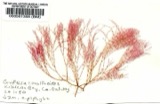 A photograph of the species Griffithsia corallina, not of this specimen
