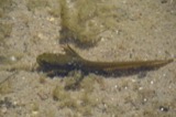 A photograph of the species Rana catesbeiana, not of this specimen