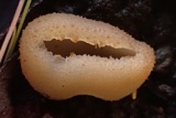 A photograph of the species Peziza vesiculosa, not of this specimen