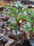 A photograph of the species Dendrolycopodium dendroideum, not of this specimen