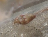 A photograph of the species Astyris lunata, not of this specimen