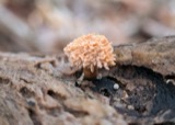 A photograph of the species Xylaria cubensis, not of this specimen