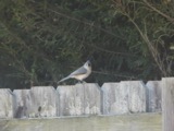 A photograph of the species Baeolophus bicolor, not of this specimen