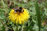 A photograph of the species Bombus bohemicus, not of this specimen