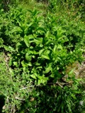 A photograph of the species Mentha spicata, not of this specimen
