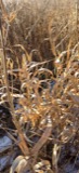 A photograph of the species Phalaris arundinacea, not of this specimen
