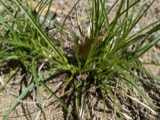 A photograph of the species Carex tonsa, not of this specimen